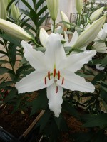 [5302 Ice Dreamer No01.JPG]